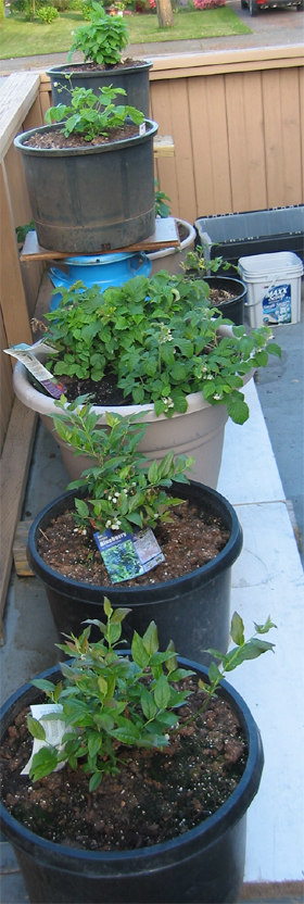 berries growing in containers on the deck