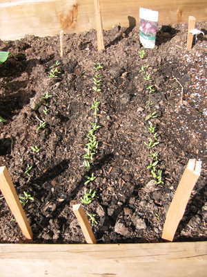 newly planted seeds just through the soil