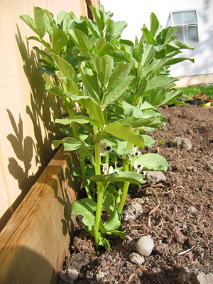 Building the soil with nitrogen fixing broad beans