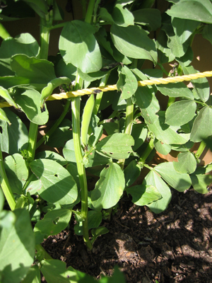 Nitrogen fixing plants like these broad beans help build the soil