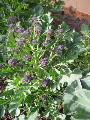 broccolini planted in late summer for winter and spring picking