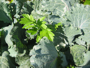 Larger vegetables if planted to close to others creates over crowding. Ask this parsnip growing up between the cabbage plants.