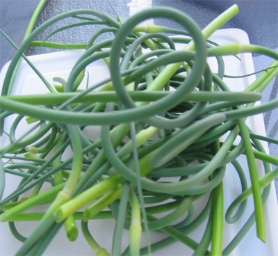 Garlic scapes ... pesto ... Yum!