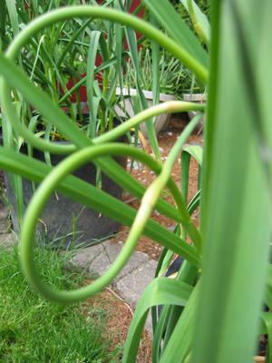 Garlic scapes ... an early taste of garlic ... Garlic pesto YUM!