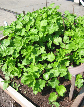 The canopy of parsnip leaves keep the weeds from germinating beween rows but not on the fringe of the bed.