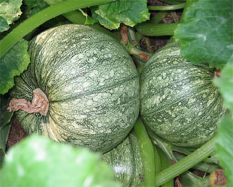 Squash varieties are plenty in the seed catalogues.