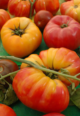 Great compost gave these tomatoes a boost