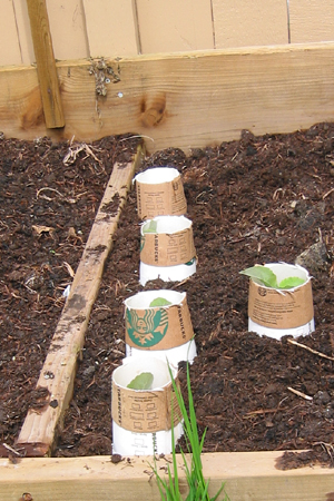 Modified paper cups around cabbage seedlings, Hopefully keeping the cut worms away from the stem.