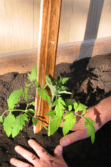 Plant Tomatoes late May through June, after any chance of frost.