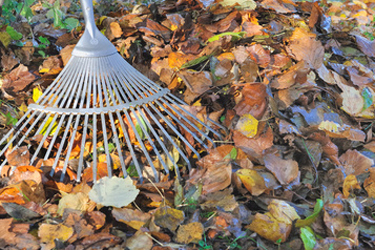 Leaves are free and help make compost