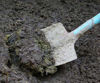 Cow poo and straw composted helps grow great vegetbles