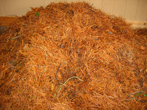 Dries pine needles is good for mulch