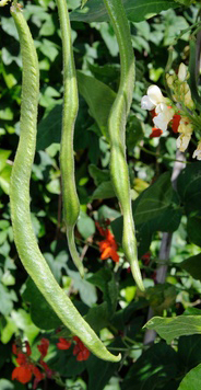 Scarlet runners with red flowers attract hummingbirds