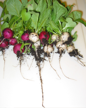 Radishes of all kinds an easy cool weather crop