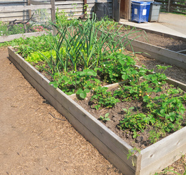 Raised bed gardening in a community garden