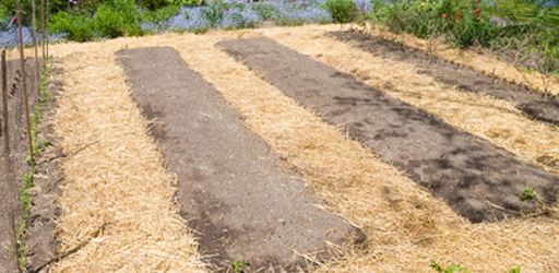 Garden paths mulched with straw prevents soil compaction