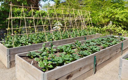 Perfect soil in raised garden beds