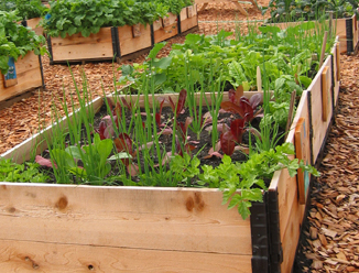Raised bed gardening ... A great way of growing vegetables in community gardens