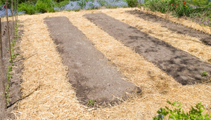 garden paths allow better access to growing vegetables