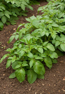 If the potatoe location is the same year after year move some of the soil to a different location and replace with composted soil