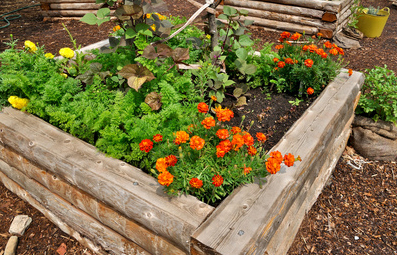 The gardeners own mix of compost and garden soilin a raised-garden-bed.