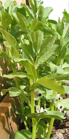 broad beans planted in October for May harvest