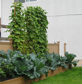 Raised bed garden with cabbage for late fall and winter harvest