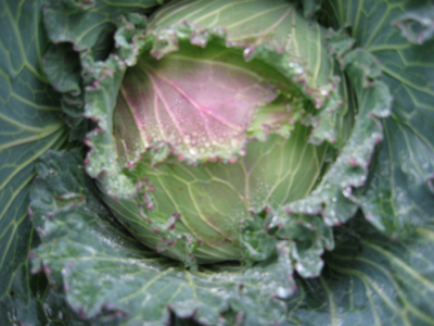 Cabbage can be planted early August to be picked late fall and early winter