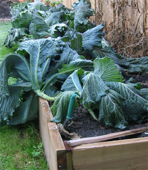 Feeling the cold! These cabbage will live to stand again.