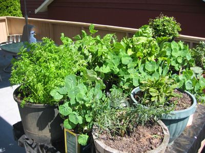 Akitchen garden ... herb gardening in containers