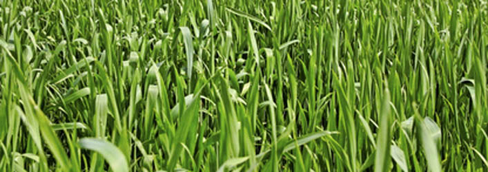 Plant a fall rye to keep weeds down through fall and winter.
