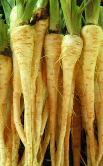 Parsnip planted in June harvested December and January