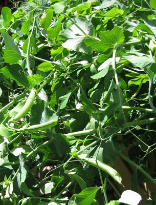 Green peas and beans are nitrogen fixers too Green peas and beans are nitrogen fixers too