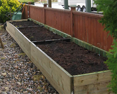 Asparagus is ready to plant in this raisedgarden bed.