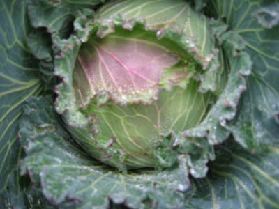Growing cabbage for a winter harvest
