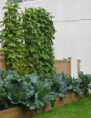 Pole beans and cabbage in our raised bed