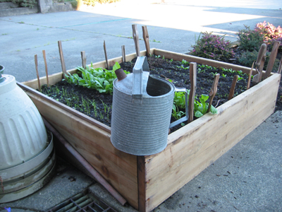 Cool weather vegetables in a raised gardenbed