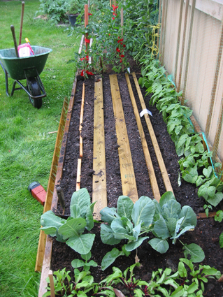 Planting new seed rows with planks to keep cats away until seed germination