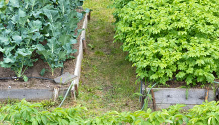 Vegetables cozy and close in raised garden beds
