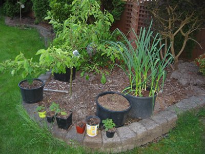 container vegetable garden in our backyard