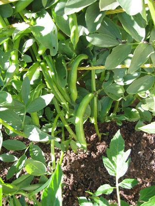 Broad beans are planted in the fall, to be picked late May