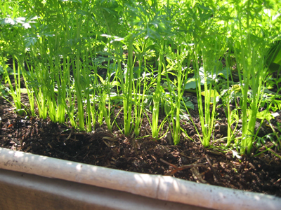 Nice straight carrots growing in a raised garden bed