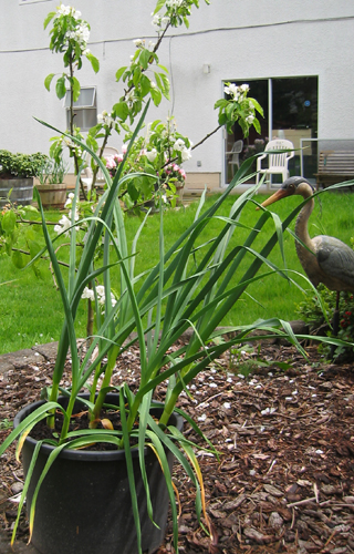 Container garlic next to aphid infested crabapple tree