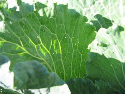 Bug holes in cabbage leaves