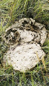 organic fertilizer in the raw organic fertilizer in the raw
