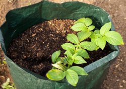 Potatoes planted in a grow bag