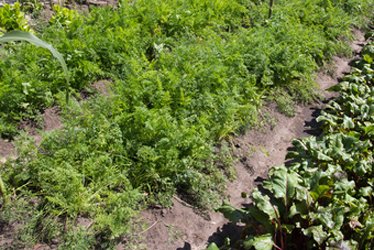 Uncompacted soil in vegetable rows allows for better nutrient absorbsion Uncompacted soil in vegetable rows allows for better nutrient absorbsion
