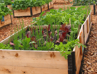 Raised bed gardening is ideal in community gardens