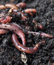 Earth worms