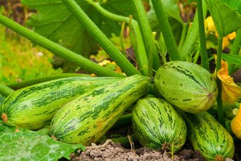 Squash plants can take over a small vegetable garden withoutmuch effort.